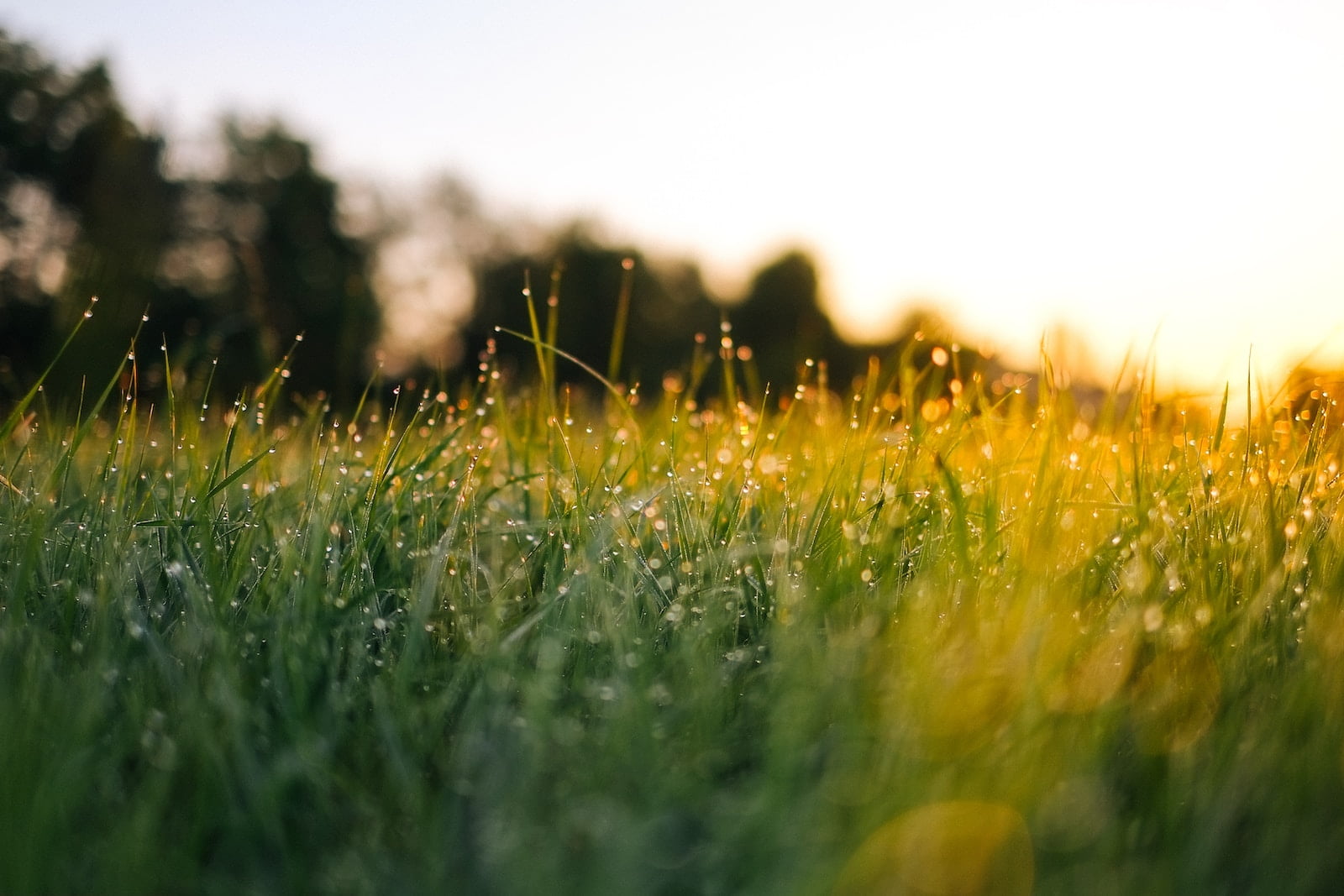 Morning dew on grass - quality lawn care services